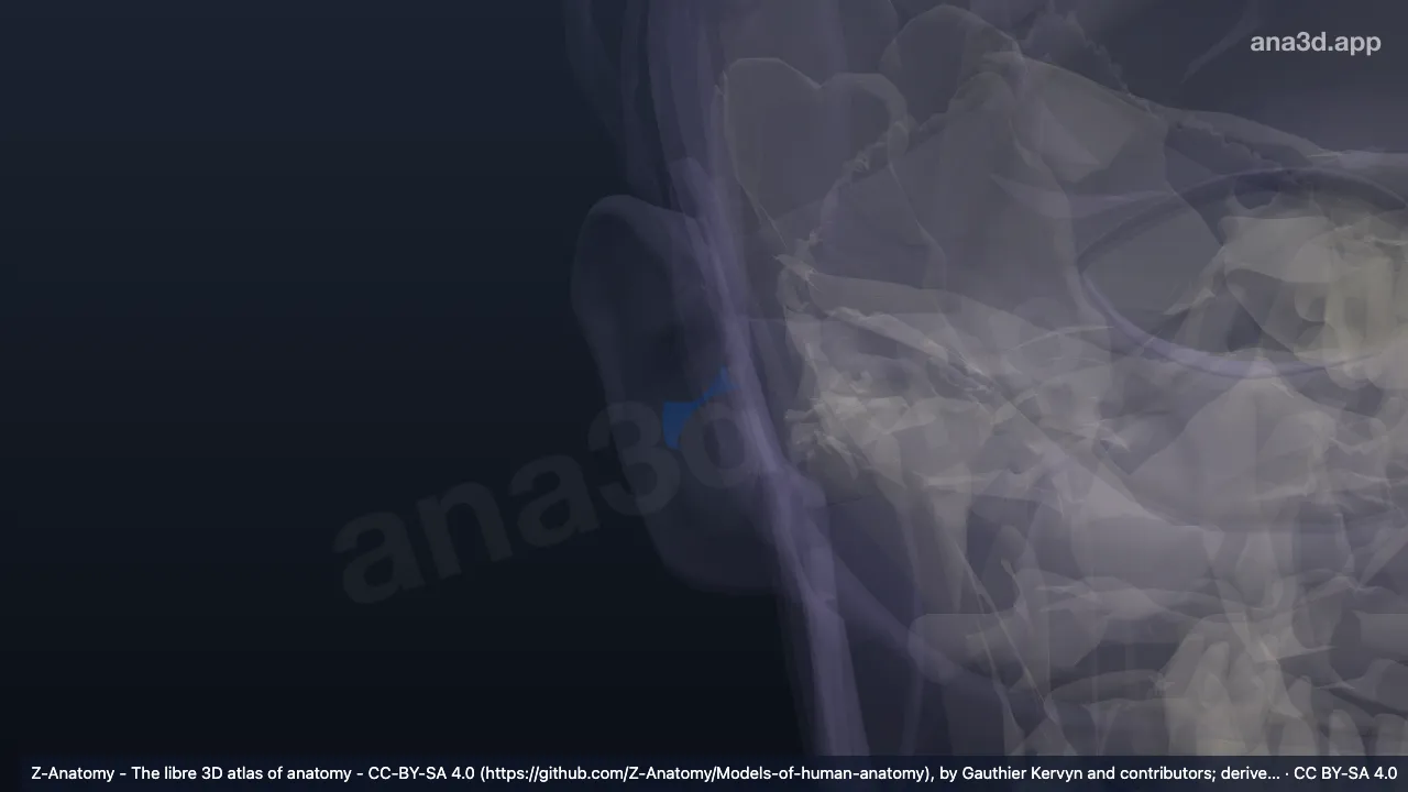 Modelo 3D: Concha de la oreja derecha