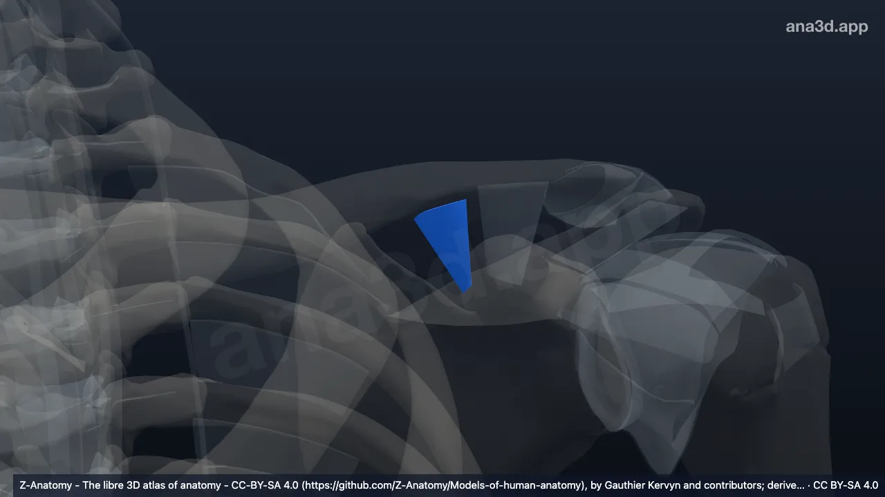 Modelo 3D: Ligamento conoide izquierdo
