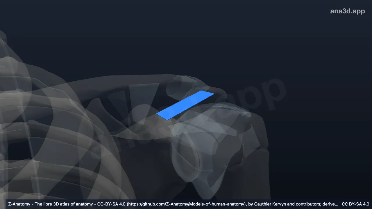 Modelo 3D: Ligamento coracoacromial esquerdo
