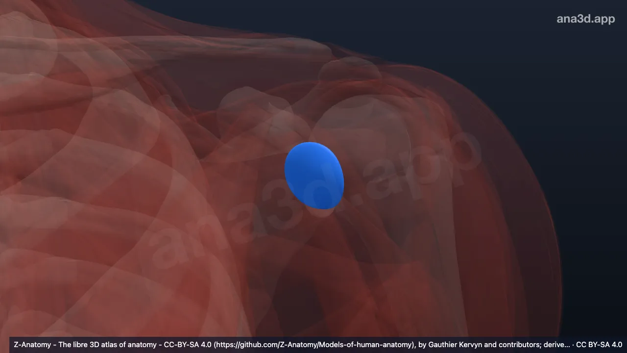 Modèle 3D : Bourse coracobrachiale gauche