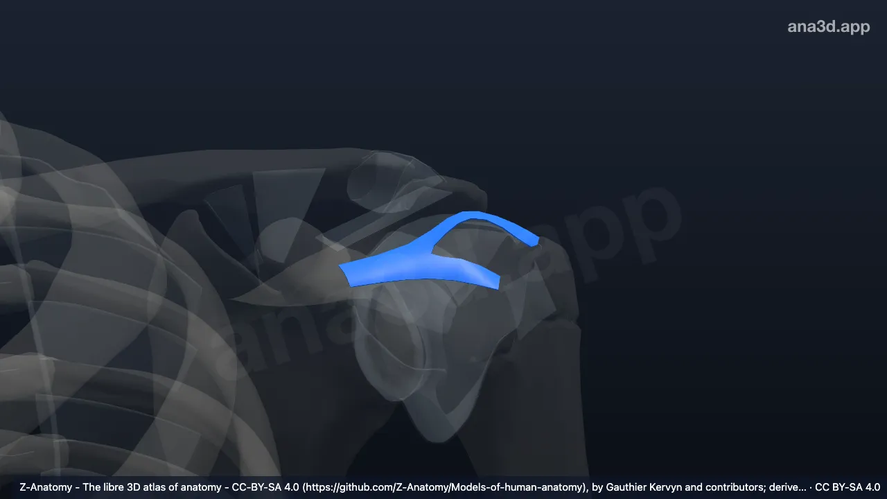 3D-Modell: Linkes Ligamentum coracohumerale