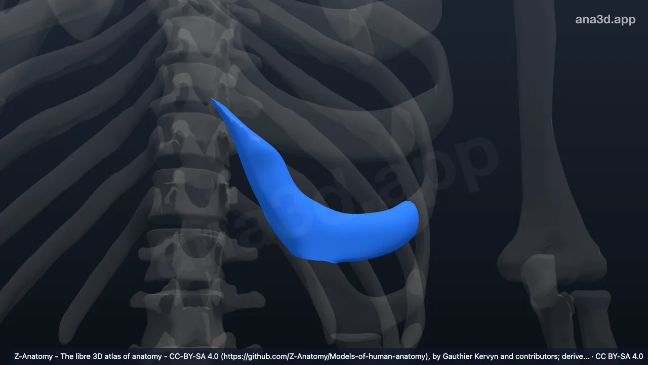 3D model: left costal cartilage of eighth rib