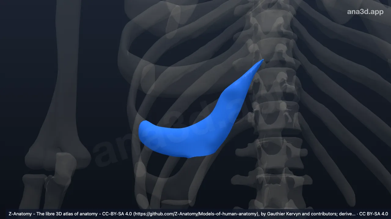 3D model: right costal cartilage of eighth rib