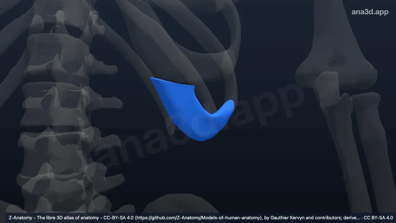 Modèle 3D : Cartilage costal de la 10e côte gauche