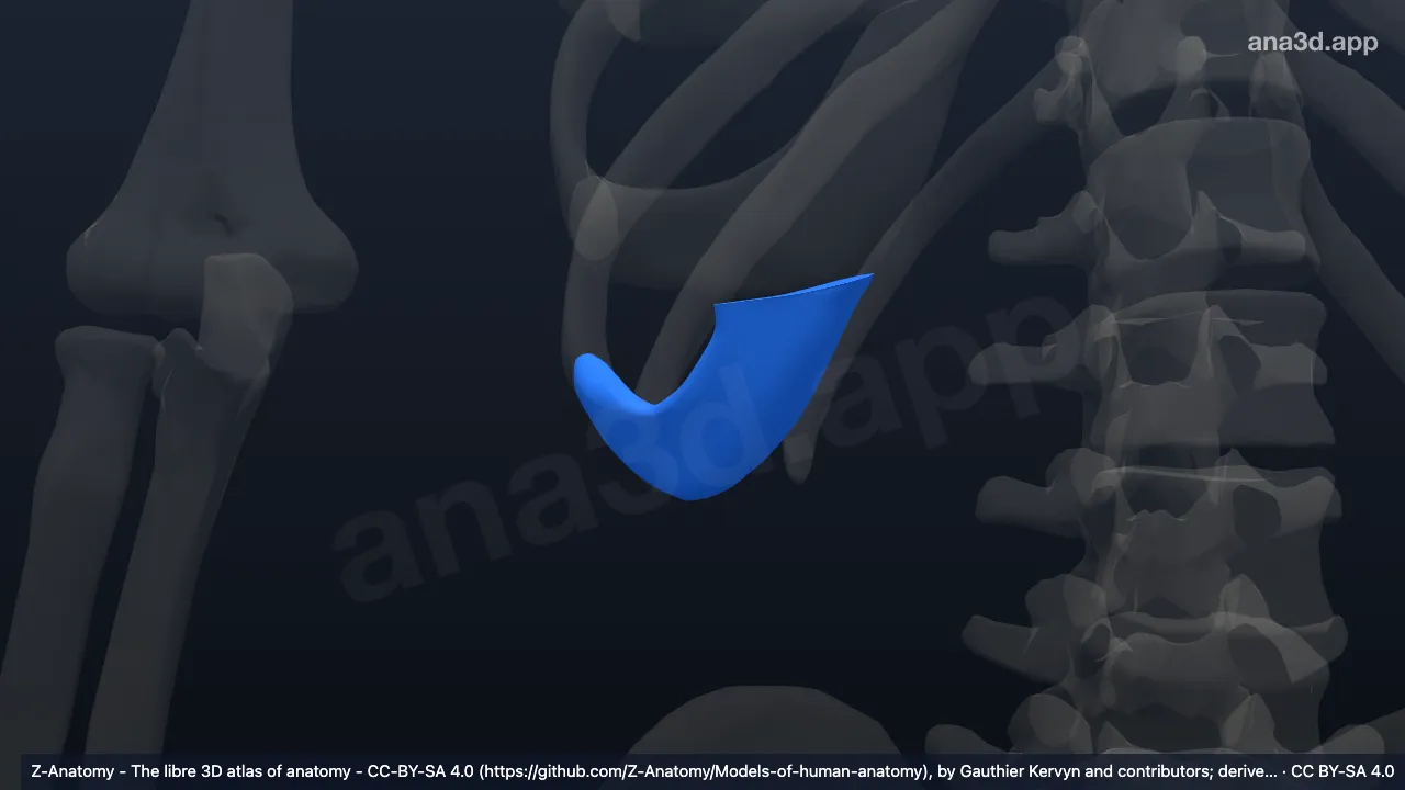 Modèle 3D : Cartilage costal de la 10e côte droite