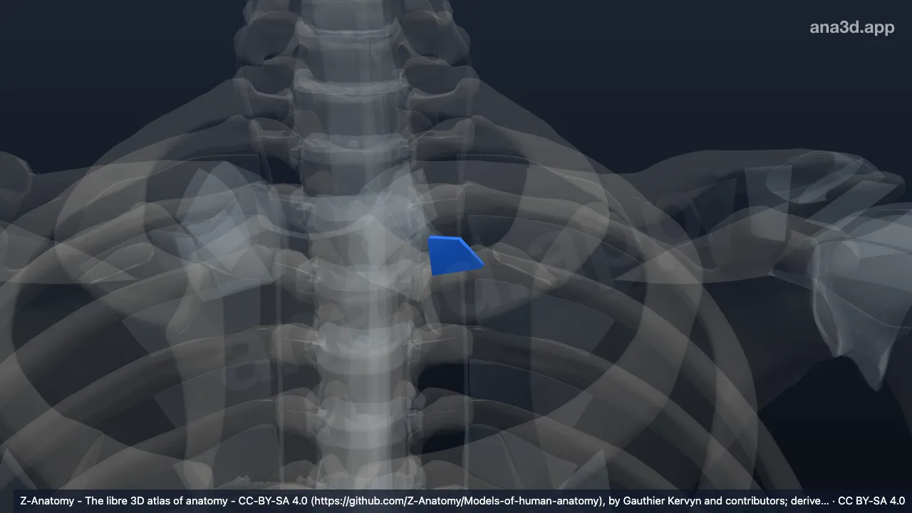 Modelo 3D: Ligamento costoclavicular esquerdo