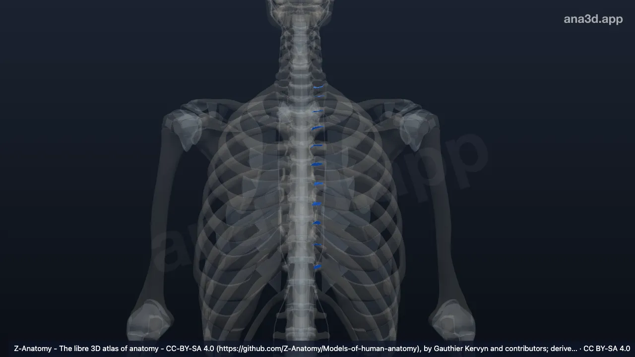 Model 3D: Ligamen kostotransversarium kiri