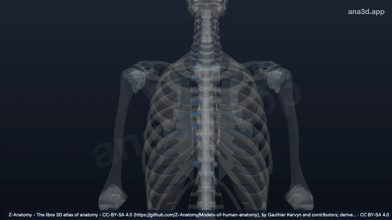 3D model: right costotransverse ligament