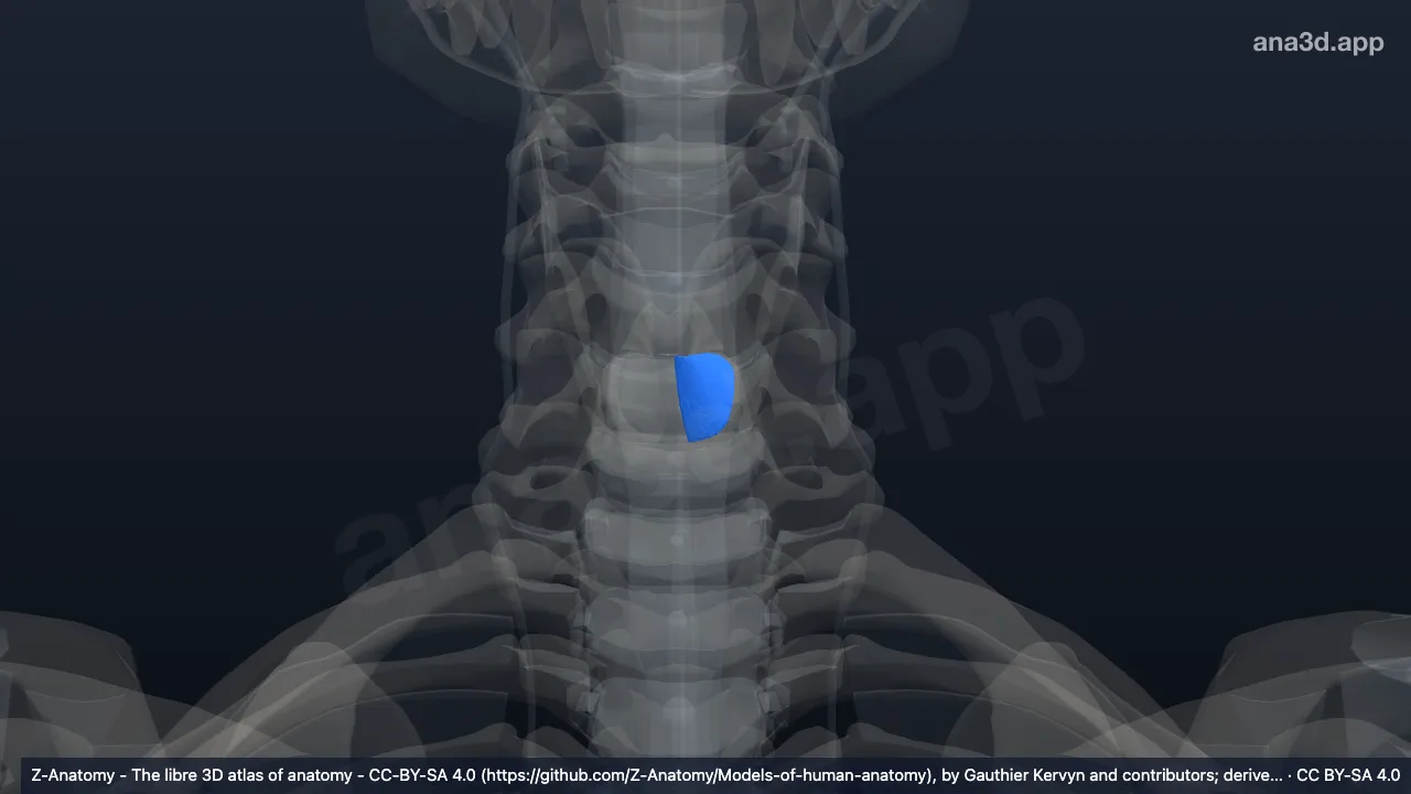 3D model: left cricopharyngeal ligament