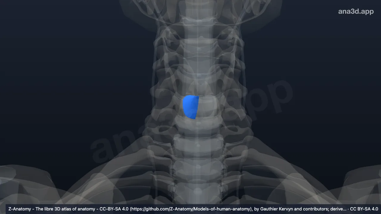3D model: right cricopharyngeal ligament