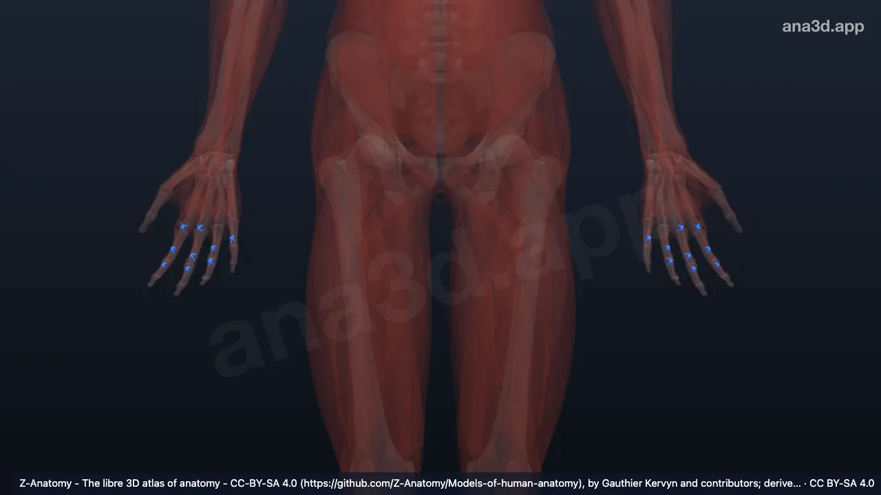 3D model: cruciform part of fibrous sheath of digit of hand