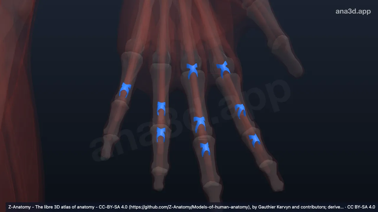 Model 3D: Bagian krusiformis selubung fibrosa jari tangan kiri