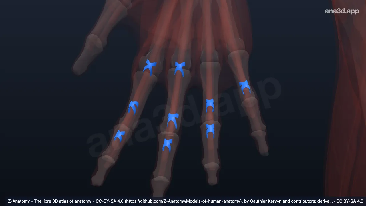3D 模型：右手指纤维鞘交叉部