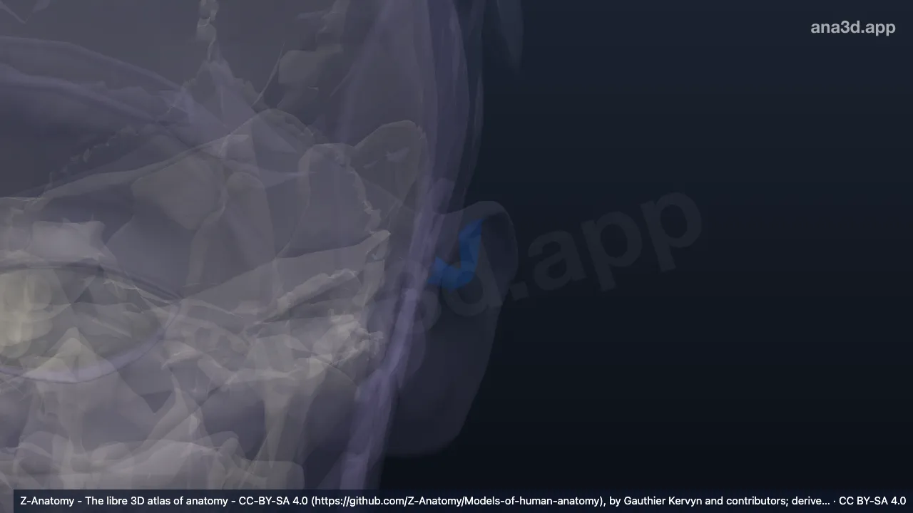 3D-Modell: Linke Crura antihelicis