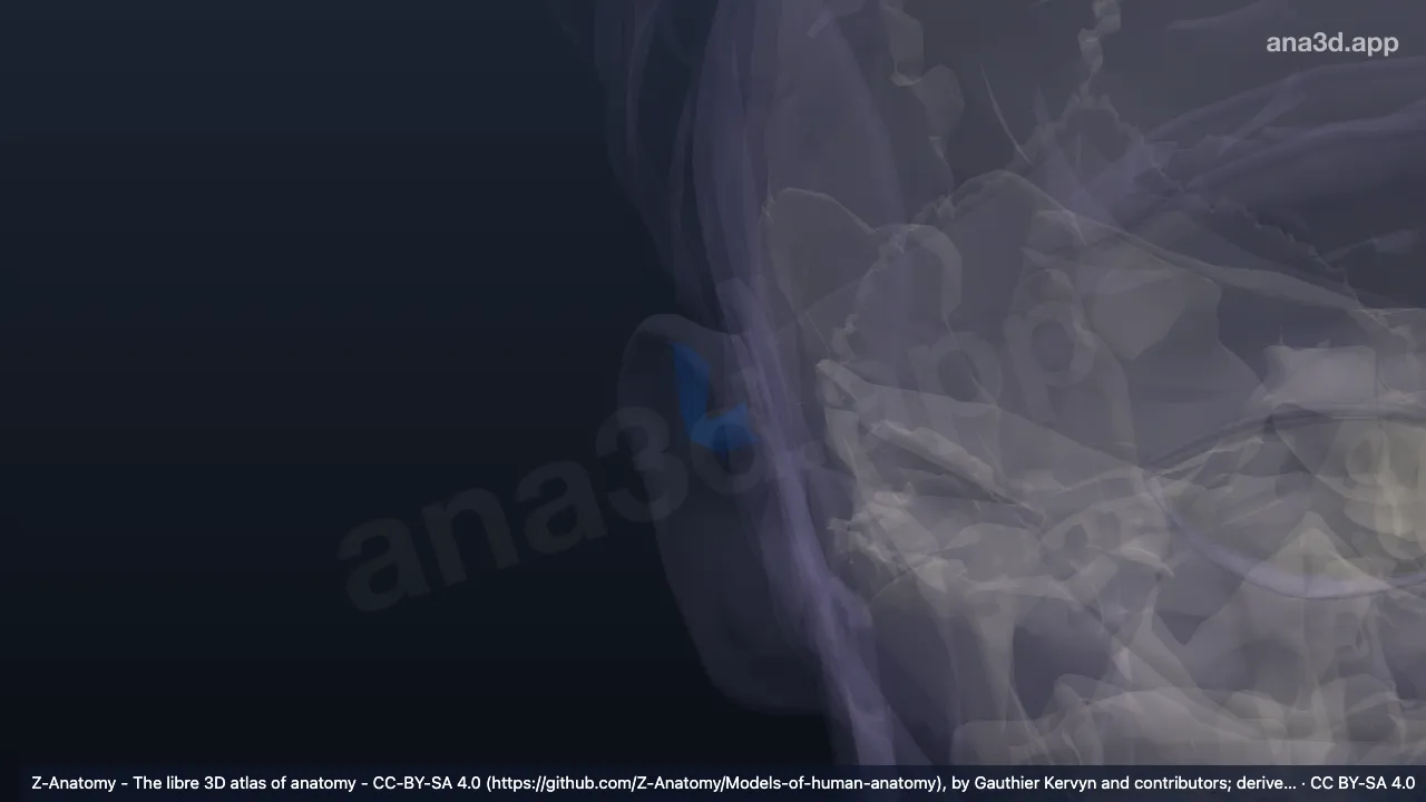 3D 模型：右对耳轮脚