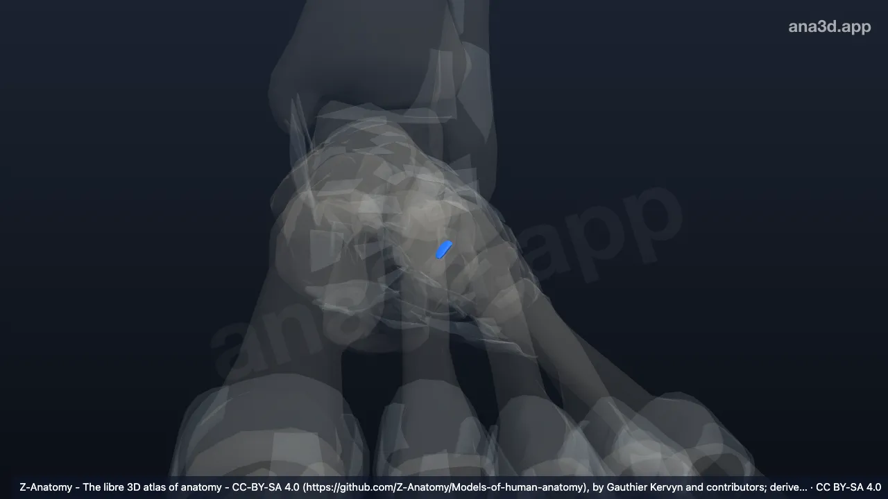 3D model: left cuneocuboid interosseous ligament