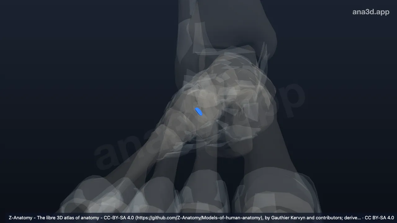 3D model: right cuneocuboid interosseous ligament