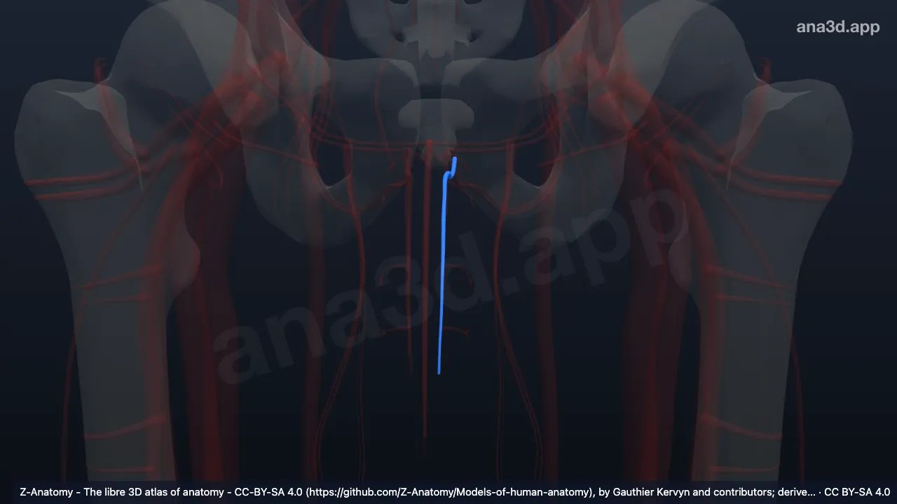 3D-Modell: Linke Arteria profunda penis