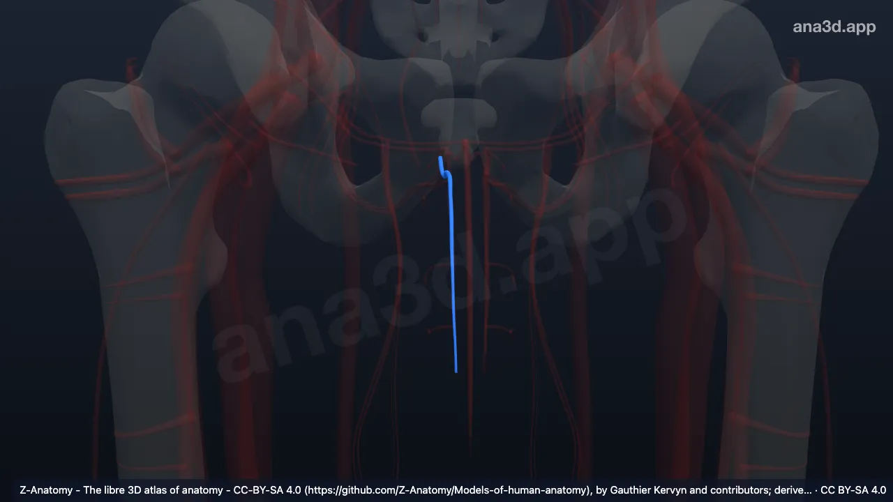 3D-Modell: Rechte Arteria profunda penis