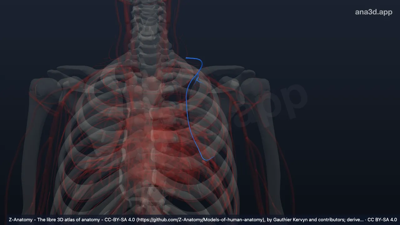 3D model: left (Deep branch of transverse cervical artery)