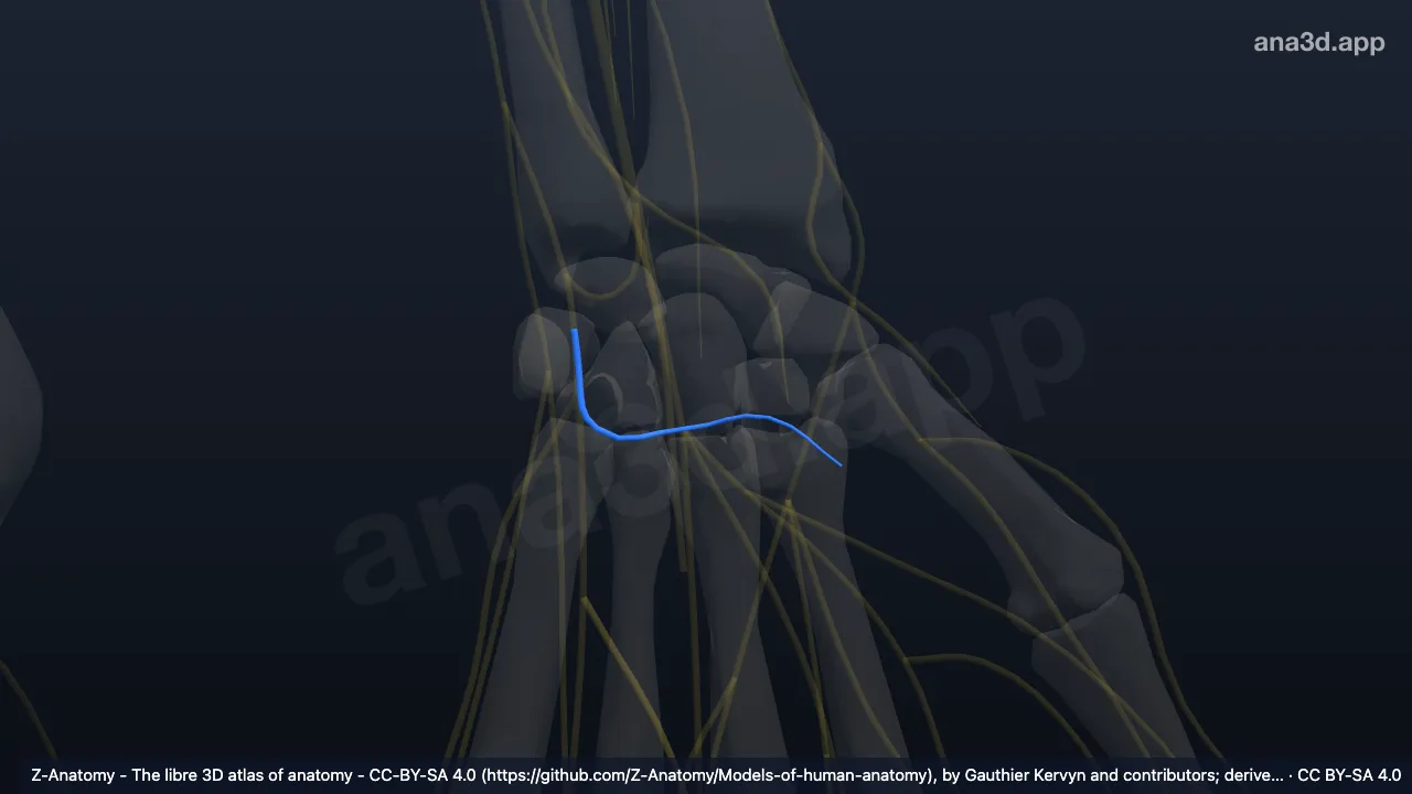 3D model: left deep branch of ulnar nerve