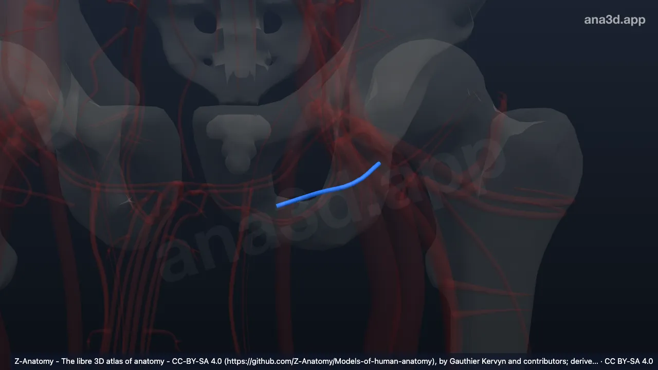 Modèle 3D : Artère pudendale externe profonde gauche