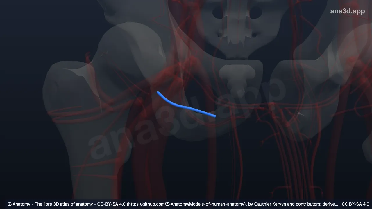 3D model: right deep external pudendal artery