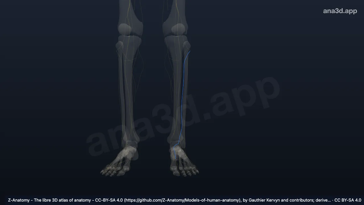 3D model: left deep fibular nerve