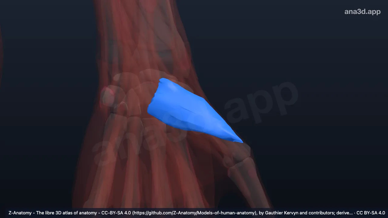 3D model: left deep head of flexor pollicis brevis