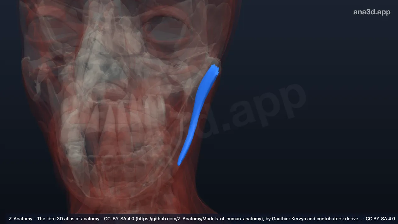 Model 3D: Bagian profunda otot maseter kiri
