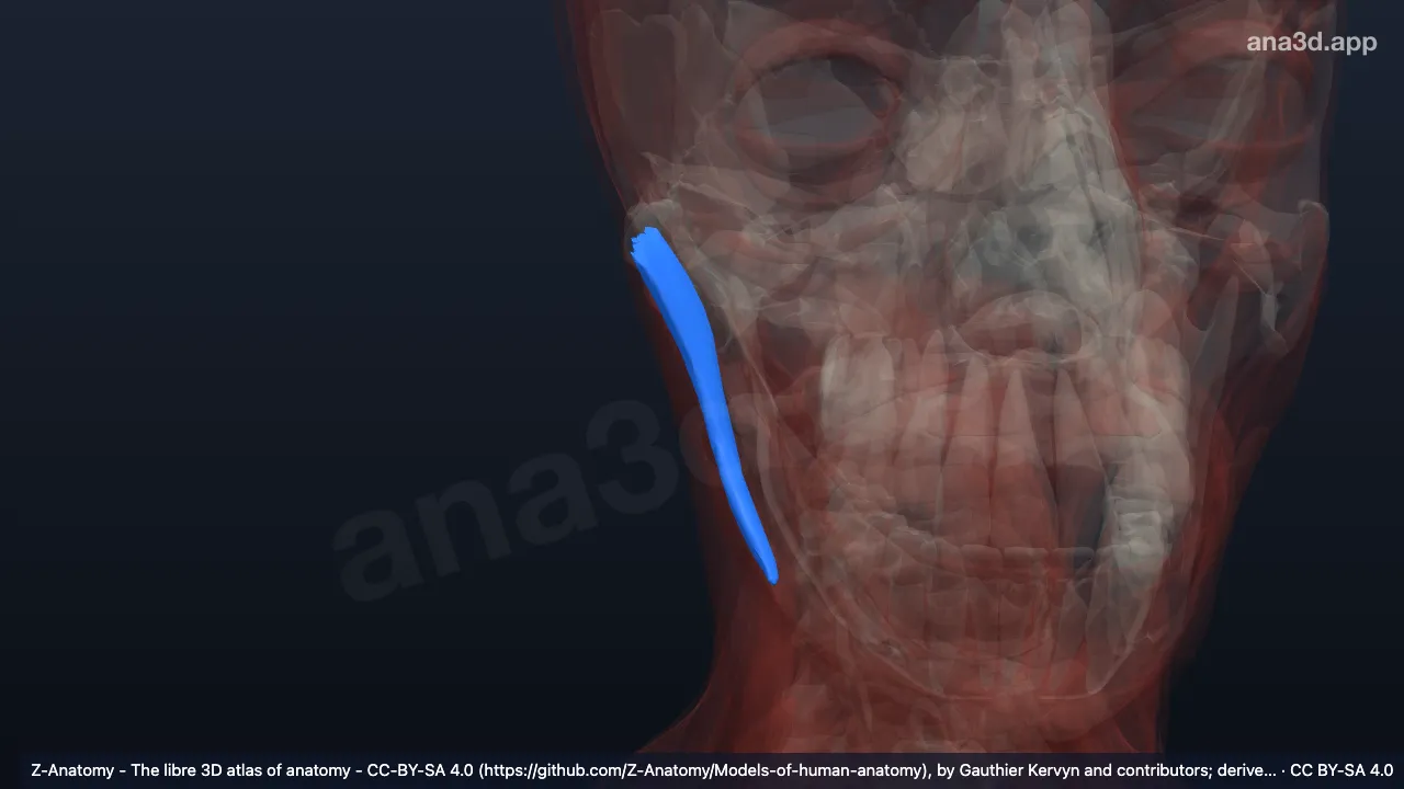 Model 3D: Bagian profunda otot maseter kanan