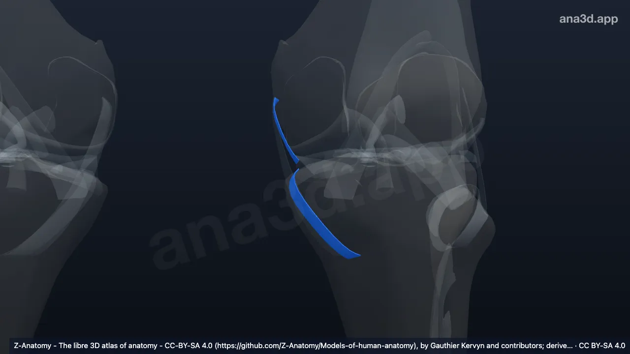 Model 3D: Bagian profunda ligamen kolateral tibialis kiri