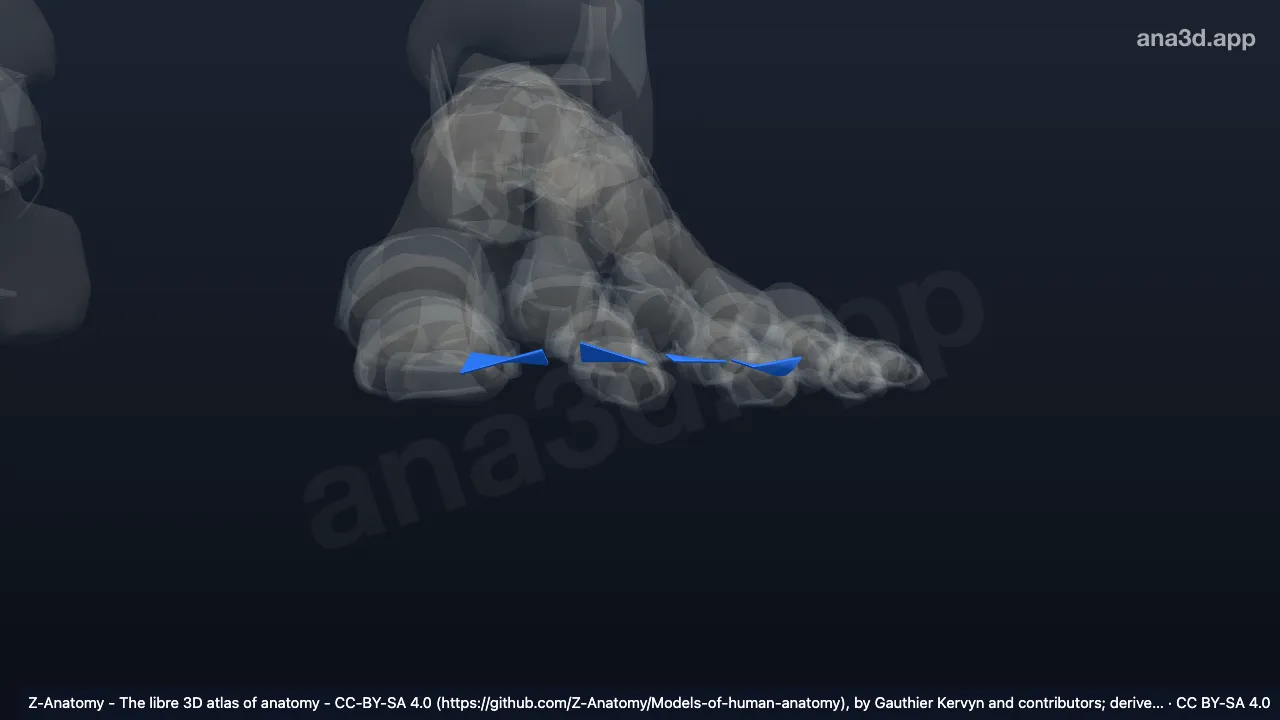 Model 3D: Ligamen metatarsal transversum profundum kiri