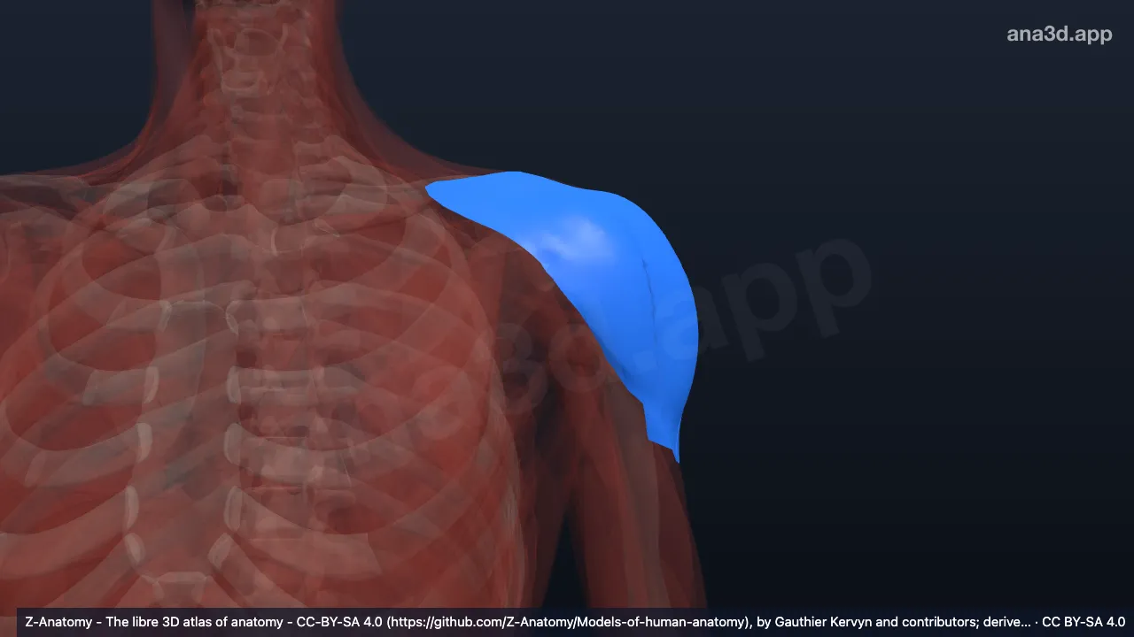 3D model: left deltoid fascia