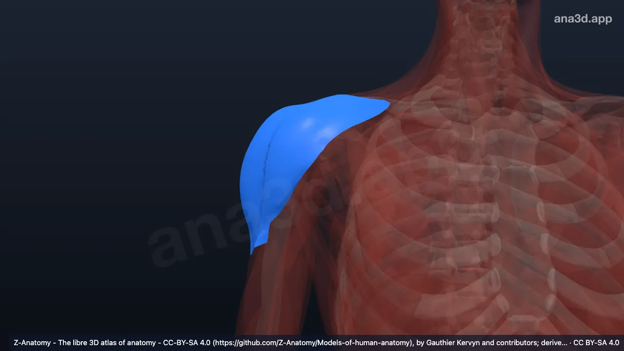 3D 模型：右三角肌筋膜