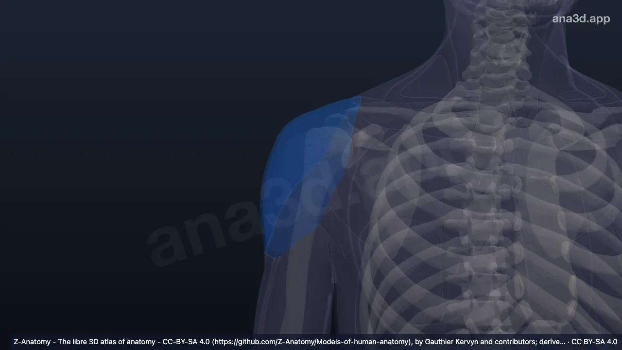 3D 模型：右三角肌区