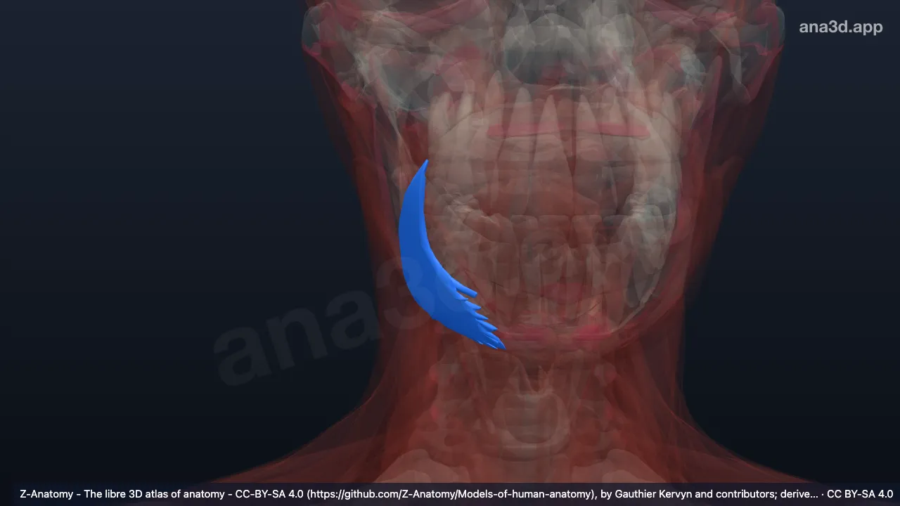 Modelo 3D: Músculo depresor del ángulo de la boca derecho
