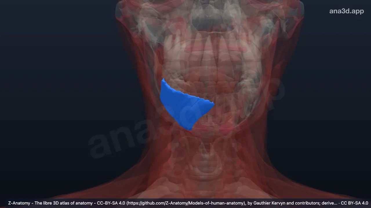 3Dモデル：右下唇下制筋