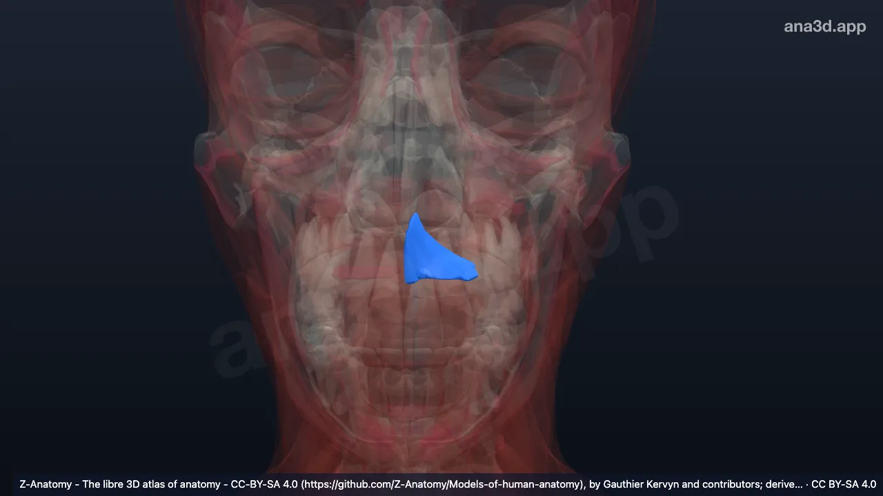 Modelo 3D: Depressor do septo nasal esquerdo
