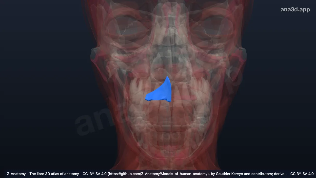 Modelo 3D: Depressor do septo nasal direito