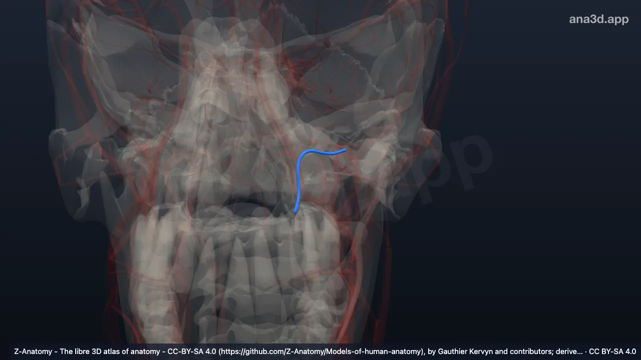3D model: left descending palatine artery