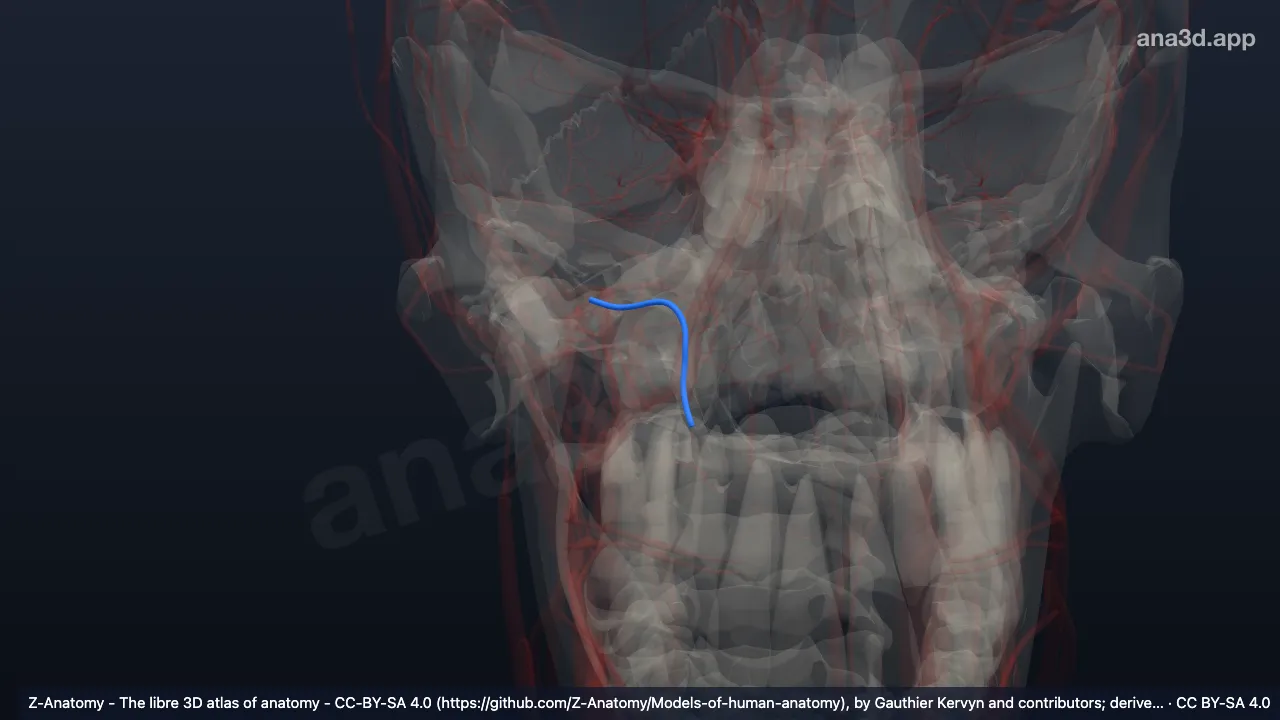 3D-Modell: Rechte Arteria palatina descendens