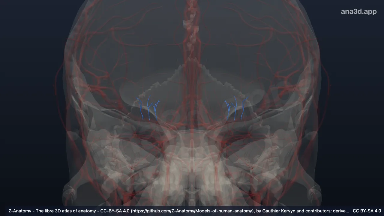 3D model: distal lateral striate branches