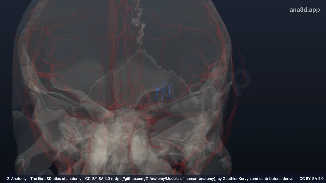 3D-Modell: Linke Rami striati laterales distales