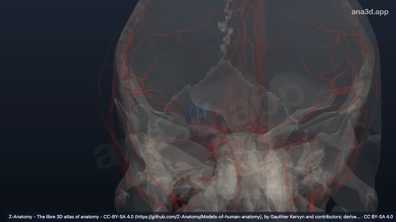 3D-Modell: Rechte Rami striati laterales distales
