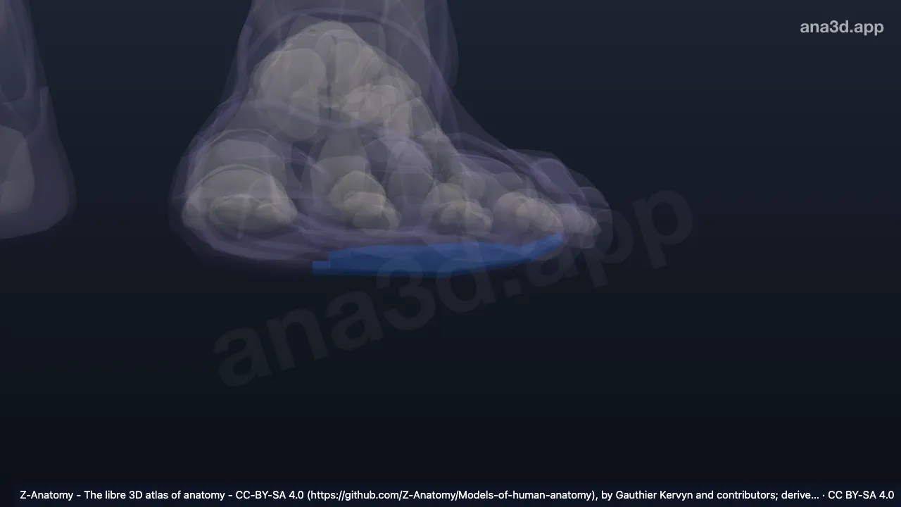 Model 3D: Arkus transversus distal kaki kiri