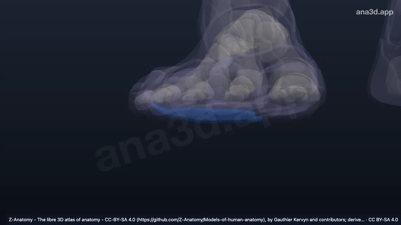 Model 3D: Arkus transversus distal kaki kanan
