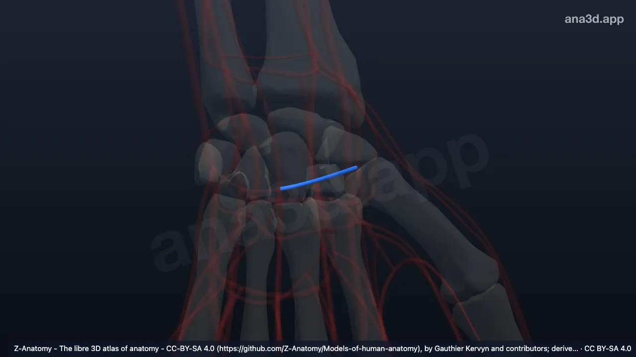 Modelo 3D: Anastomose dorsal do carpo esquerda