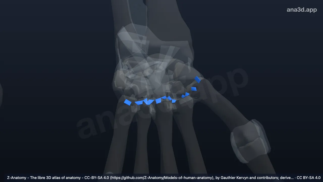 Modèle 3D : Ligaments carpométacarpiens dorsaux gauches