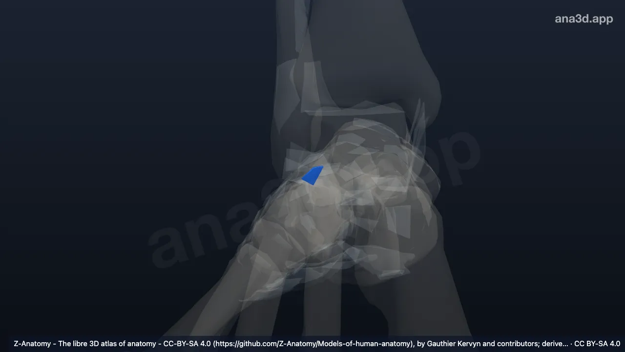 3D model: right dorsal cuboideonavicular ligament